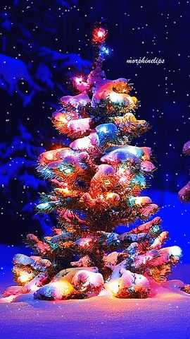 Christmas Tree Gif, Štědrý Den, Merry Christmas Gif, Christmas Scenery, Animated Christmas, Beautiful Christmas Trees, Christmas Gif, Christmas Scenes, Noel Christmas