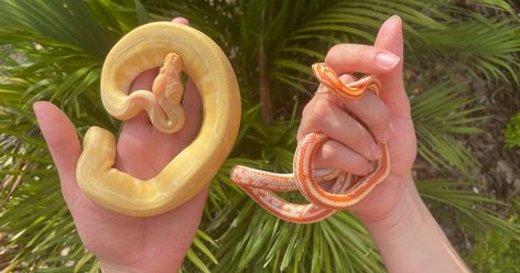 Corn Snake vs Ball Python, https://www.xyzreptiles.com/corn-snake-vs-ball-python-which-pet-snake-is-better-for-beginners/?utm_campaign=article_corn_vs_ball_7-25-22&utm_medium=social&utm_source=Pinterest Wich do you think is the better pet #snake for beginners? #XYZReptiles #BallPython #BabyBallPython #BallPythonMorph #PythonRegius #RoyalPython #Pets #Reptiles #CornSnakes #CornSnakeMorphs #BabyCornSnake Corn Snake Morphs, Cornsnake Morphs, Baby Ball Python, Snakes For Sale, Corn Snakes, Aggressive Animals, Python Regius, Rat Snake, Types Of Snake