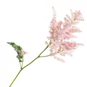 Light Pink 'Erika' Astilbe Pink Astilbe, Blue And Blush Wedding, Flowers To Go, Courtyard Wedding, Horse Flowers, Bridal Bouquet Blue, Blue Delphinium, Coral Wedding, May Weddings