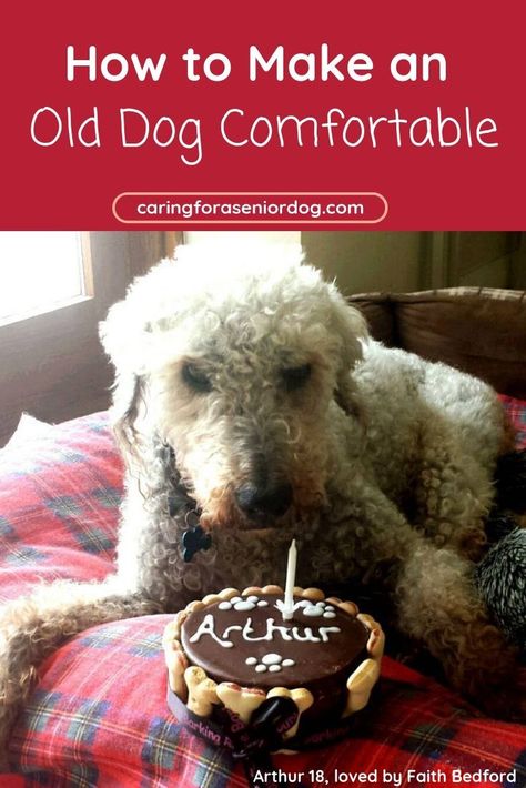 As our dogs age we want to make sure we're doing our absolute best caring for a senior dog. My best tips based on my years of experience living and caring for elderly dogs are all right here. #agingdogs #agingindogs #doghealth #greattips  #olddogs #olderdogs #seniordogcare #seniordog #seniordogs Senior Dogs Care, Dog Clicker Training, Dog Behavior Training, Puppies Tips, Elderly Dogs, House Training Dogs, Old Dog, Dog Ages, English Bulldog Puppies