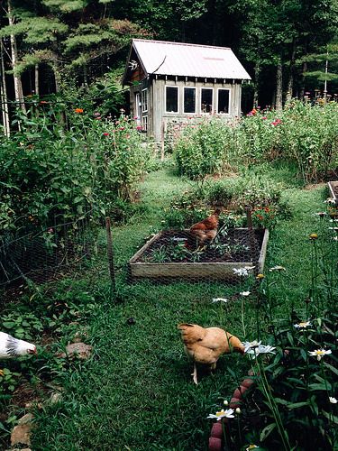 Allotment Gardening, Future Farms, Chicken Garden, Visual Story, Garden Area, A Chicken, Garden Cottage, Farm Gardens, The Grass