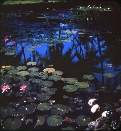 Adventure Game, The Pond, Nature Aesthetic, Water Lilies, Pretty Places, Aesthetic Photo, Pretty Pictures, At Night, Aesthetic Pictures