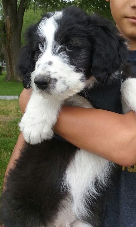 Bindi at 8 wks. Borderdoodle Babies ♡ Borderdoodle Dogs, Border Collie Poodle, Black Boerboel Dogs, Bordoodle Full Grown, Bernedoodle Full Grown, Border Collie Poodle Mix, Puppy Stages, Doodle Dogs, Border Collie Dog