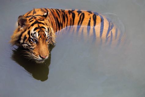 @sineadamber Tiger In Water, Sumatran Tiger, Cat Reference, Tiger Art, Pretty Animals, A Tiger, Arte Fantasy, Wildlife Animals, Cute Creatures