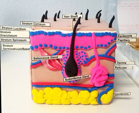 Skin Layer Project Skin Cell Model Project, Skin Diagram Project, Skin Layers Anatomy Project, Skin Model Project Diy, Integumentary System Project, Skin Diagram, Body Systems Project, Cell Model Project, Science Exhibition Projects