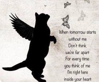 Pet Quotes Cat, Losing A Pet Quotes, I Miss My Cat, Cat Poems, Cat Sympathy, Pet Quotes, Cat Loss, Pet Remembrance, Angel Cat