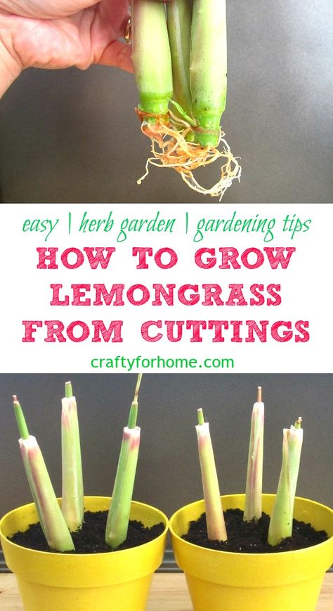 How To Plant Lemongrass In Pots, Uses For Lemongrass Plant, Growing Lemon Grass In Pots, Grow Lemongrass In Pots, How To Grow Lemon Grass Plant, Uses For Lemon Grass Leaves, How To Use Lemongrass Plant, Growing Lemongrass In Pots, Lemon Grass Plant Patios