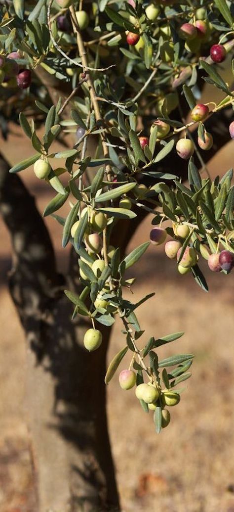 . Olive Tree Care, Growing Olive Trees, Olive Harvest, Under The Tuscan Sun, Olive Gardens, Tree Care, Garden Trees, Olive Tree, Olive Branch