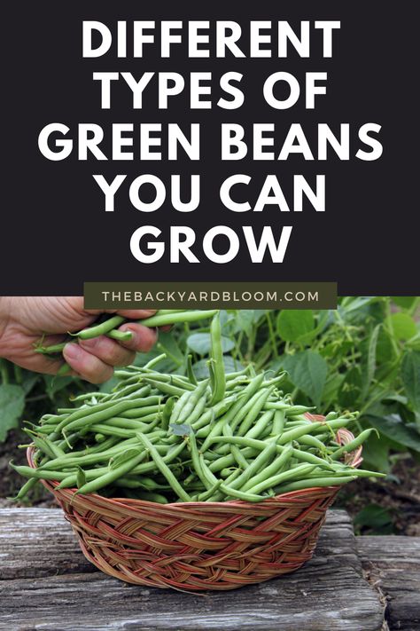 Different Types of Green Beans You Can Grow Growing Bush Beans, Beans Growing, Growing Green Beans, Growing Beans, Bush Beans, Growing Greens, Growing Veggies, Organic Vegetable Garden, Garden Veggies