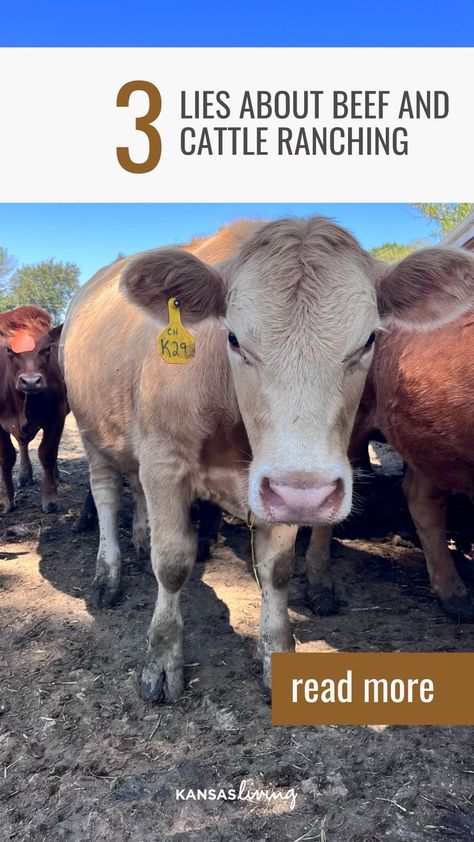 Ever question why ranchers do what they do at the ranch? 🤔 We debunk 3 common falsehoods about beef and cattle ranching in this post! Click to join us in this enlightening journey. 📝😉 Lean Diet, Rural Women, Carbon Sequestration, The Enneagram, Pennsylvania State University, Cattle Ranching, My Type, Daylight Savings Time, Ranch Life