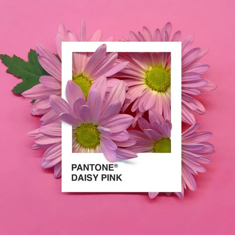 Pantone Photography, Pantone Flower, Decaying Flowers, Flowers Moodboard, Pantone Palette, Pantone Colour Palettes, Print Artist, Rich Colors, Design Graphique