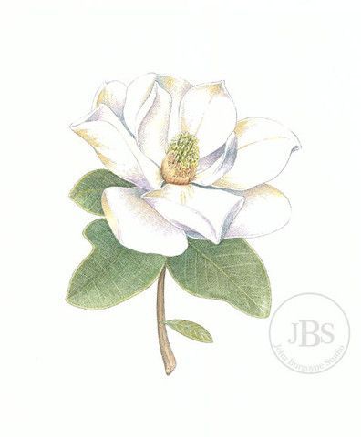 Magnolia Artwork, Leprechaun Tattoos, Artistic Tattoos, Southern Beauty, Magnolia Tattoo, Southern Magnolia, Beautiful Flower Drawings, Watercolor Calligraphy, Initial Tattoo