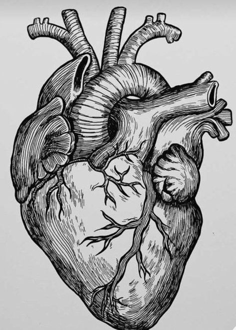 Anatomical Heart Drawing, Realistic Heart Tattoo, Human Heart Drawing, Anatomical Heart Art, Meaningful Drawings, Heart Drawing, A4 Poster, Art Drawings Sketches Creative, Take A Picture