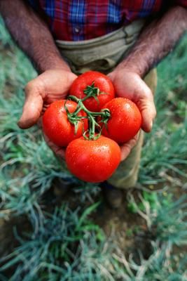 How to Preserve Fresh Tomato Salsa Plantarea Legumelor, Growing Tomatoes Indoors, Tips For Growing Tomatoes, Determinate Tomatoes, Growing Organic Tomatoes, Growing Tomato Plants, Natural Bug Spray, Tomato Farming, Growing Tomatoes In Containers