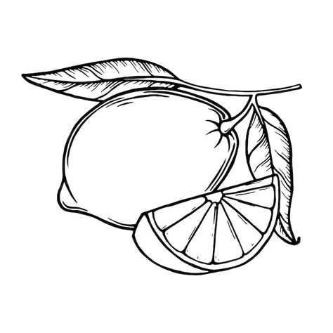 Premium Vector | Lemons and leaves. lemon slices. fresh citrus, half sliced lemons. hand drawn outline vector. Lemon Outline Drawing, Lime Wedge Drawing, Lemon Wedge Drawing, Lemon Drawing Easy, Lemon Art Illustration, Lemon Slice Drawing, Lemon Outline, Lemon Slice Tattoo, Lemon Sketch