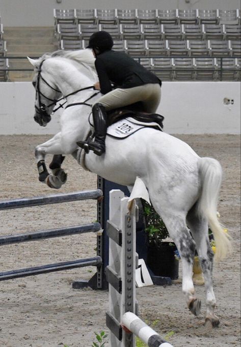 JSumbera Photography | This majestic white horse was the star of the show in the Show Jumping event. horse , horse riding , horse lover , horse girl , equestrian , equine , equestrian life , equestrian lifestyle , show jumping , sports Grand Prix Show Jumping, White Horse Jumping, Photos Of Horses, Show Jumper, Horse White, Hanoverian, Unique Photos, Black Background Photography, Horse Aesthetic