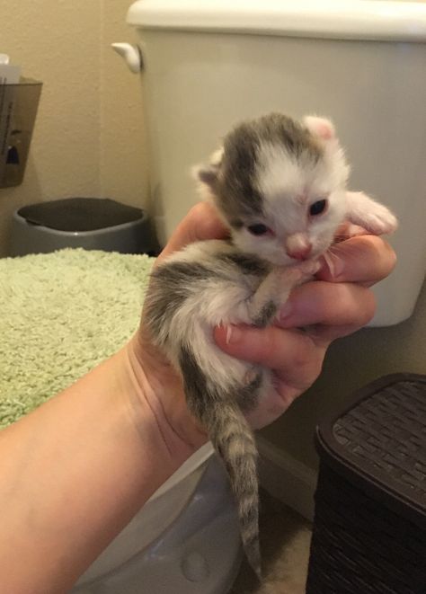 This is Phoebe, she’s a week old and she’s a little angle who likes to pretend she’s an evil raccoon. Evil Raccoon, Kittens, Animals