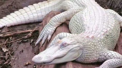 Rare Albino Animals, White Alligator, Albino Animals, Unusual Animals, Rare Animals, Crocodiles, Reptiles And Amphibians, Amazing Animals, Unique Animals