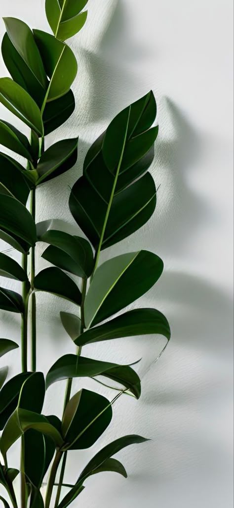 Green Colour Growing Plant Wallpaper, Green Growing Plant Wallpaper, Plant Iphone Wallpaper Aesthetic, Plant Asthetic Wallpers, Sophisticated Aesthetic Wallpaper, Plant Aesthetic Wallpaper Iphone, Plant Phone Background, Sophisticated Wallpaper Iphone, Plant Background Aesthetic