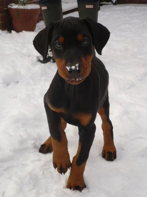 Got a treat? #Doberman #puppy Doberman Puppies, Black Doberman, German Dog Breeds, Akc Breeds, Doberman Love, Pinscher Dog, Doberman Pinscher Dog, Doberman Puppy, Doberman Dogs