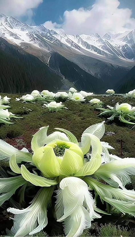 Mount Kailash, Snow Lotus, Lotus Garden, Annapurna Base Camp, Alpine Garden, Unusual Flowers, Flowers Nature, Beautiful Blooms, Tibet