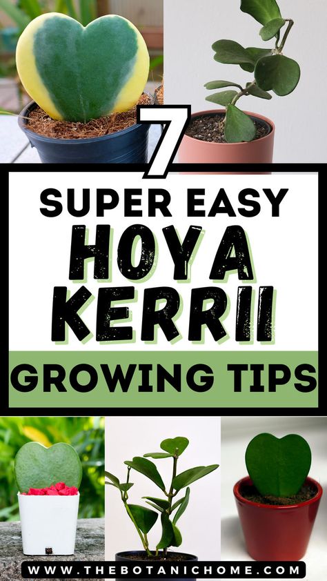 Five images of Hoya Kerrii Sweetheart Plants with heart shaped leaves. Text reads: super easy Hoya Kerrii growing tips Tropical Garden Plants, Indoor Tropical Plants, Hoya Kerrii, Flowers Indoor, Easy House Plants, Plants Aesthetic, Tropical House Plants, Lucky Plant, Plant Care Houseplant