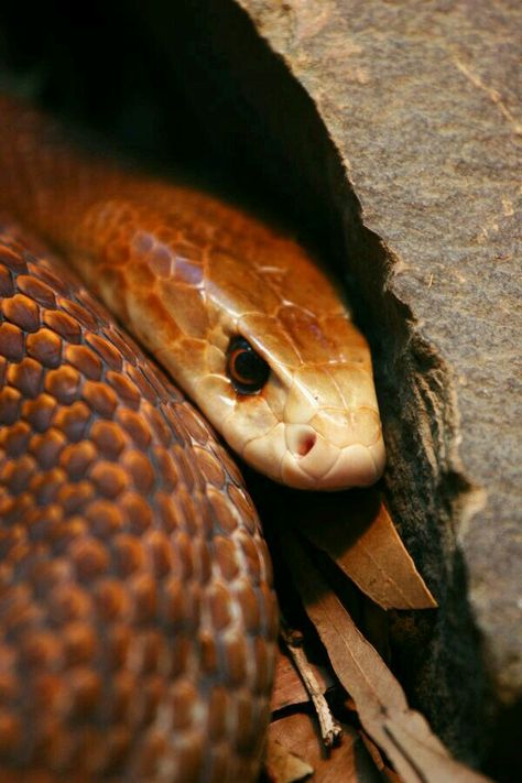 Oxyuranus scutellatus - Coastal Taipan Inland Taipan, Deadly Creatures, Deadly Animals, Poisonous Snakes, Types Of Snake, Australia Animals, Snake Venom, Reptile Snakes, Beautiful Snakes