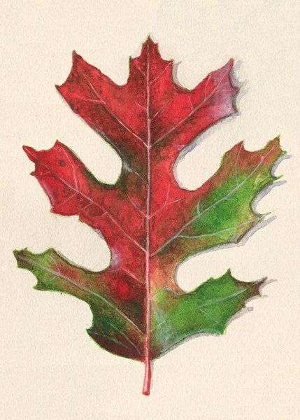 Fall Oak Leaf Art Print of Watercolor Painting on Etsy, $4.75 ... Oak Leaf Art, Tattoo Leaves, Painting Strokes, Red Oak Leaf, Oak Tree Tattoo, Art Leaves, Glaze Ideas, Tree Watercolor, Tiny Art