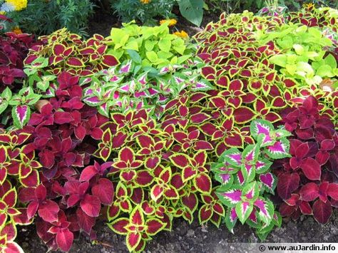 Coleus Coleus Landscaping, Shade Garden Plants, Front Garden Landscape, Garden Flower Beds, Container Gardening Flowers, The Secret Garden, Front Yard Garden, Container Flowers, Tropical Landscaping