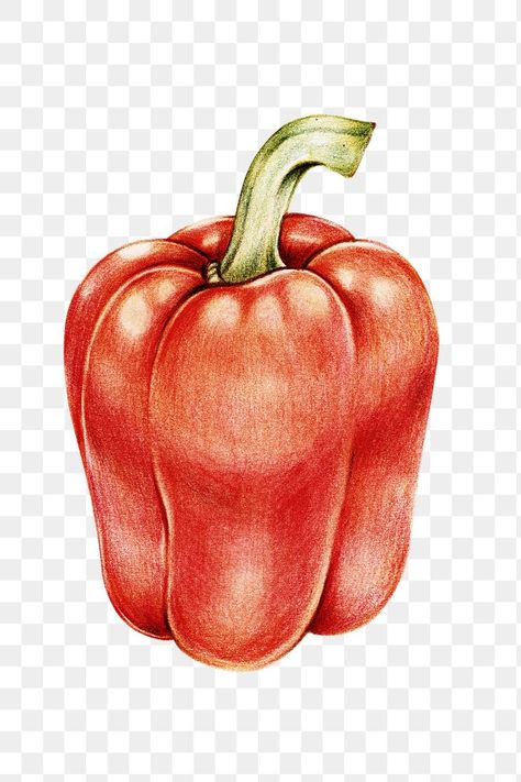 Bell Pepper Drawing Pencil, Red Pepper Painting, Vegetables Drawing Realistic, Red Pepper Drawing, Bell Pepper Drawing, Peppers Drawing, Pepper Drawing, Vegetable Drawings, Pepper Painting