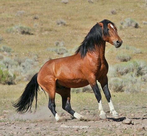 Wild Bay Mustang Stallion Putting on the Brakes. Horse Poses, Wild Horse Pictures, Horse Markings, Beautiful Horses Photography, Mustang Horse, Wild Mustangs, Most Beautiful Horses, Horses And Dogs, All The Pretty Horses