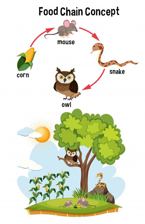 Reduce Reuse Recycle Projects, Simple Food Chain, Science Food Chains, Food Chain Activities, Owl Food, Science Reading Comprehension, Science Food, Food Webs, Energy Pyramid