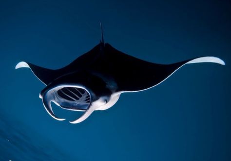 Graceful  Sting Ray Manta Ray Reference, Sting Ray Photography, Sea Flap Flap, Sting Rays, Aquarium Pictures, Manta Rays, Manta Ray, Australian Animals, Art Prompts