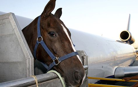 Flying horses around the world requires impressive levels of organisation. Horse & Hound watches the operation swing into action at Heathrow, with horse transport company IRT Horse Transportation, Horse Transport, Moving Cross Country, 2024 Olympics, Horse Therapy, Types Of Horses, Horse Fly, Riding Lessons, Horse Tips