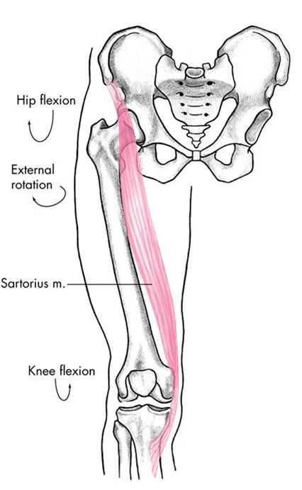 Sartorius Muscle Anatomy, Types Of Muscle Tissue, Leg Muscles Diagram, Sartorius Muscle, Body Muscle Anatomy, Hip Anatomy, Muscle Diagram, Types Of Muscles, Physical Therapy Assistant