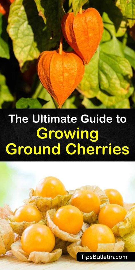 Discover how to grow ground cherry plants in the home garden with the proper soil, sunshine, and plant care. The cape gooseberry or ground cherry plant (Physalis pruinosa) is easy to grow, a unique addition to the garden, and it produces mildly sweet tropical fruit. #howto #grow #ground #cherries Plants In The Home, Garden Planing, Ground Cherries, Gooseberry Plant, Ground Cherry, Homestead Lifestyle, Potted Fruit Trees, Cherry Plant, Fruit Growing