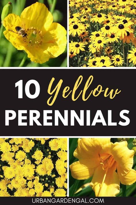 Looking for yellow flowers for your garden? You’re sure to find some great options on this list of yellow perennials. #yellowflowers #perennials #flowergarden #flowergardening Dan Color, Perennials Low Maintenance, Yellow Perennials, Garden Flowers Perennials, Small Yellow Flowers, Full Sun Perennials, Yellow Plants, Perennial Flowers, Shade Perennials