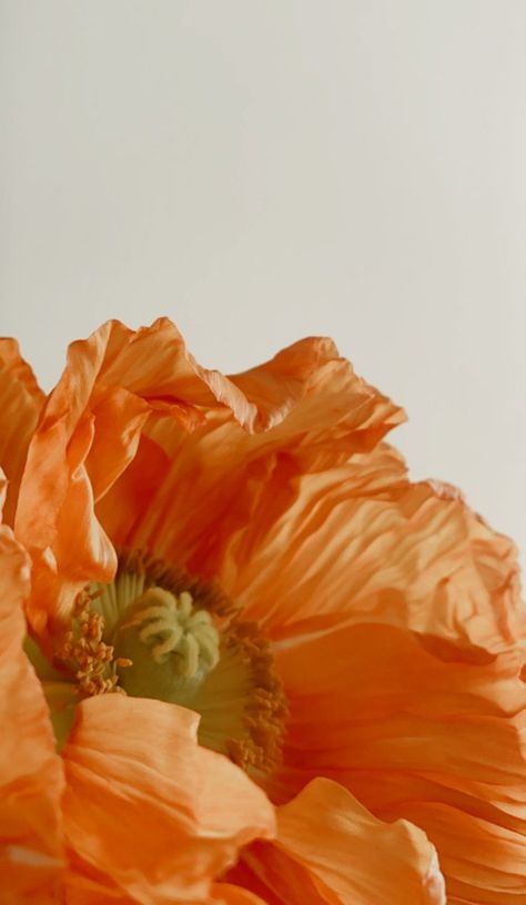 Feminine Wallpaper, Feminine Photography, Mini Oil Painting, Colored Sand, Orange Poppy, Beauty Products Photography, Fresh Flowers Arrangements, Flowers For You, Plant Pictures