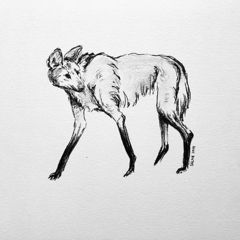 Maned Wolf Drawing Reference, Maned Wolf Reference, Maned Wolf Tattoo, Maned Wolf Drawing, Maned Wolf Art, Wolf Art Drawing, Maned Wolves, Therian Ideas, Wolf Sketch