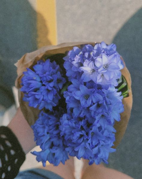 Blue Hyacinth Aesthetic, Hyancith Flower Aesthetic, Hycanith Flower Aesthetic, Hyacinthus Aesthetic, Hyacinth Core, Hycanith Flower, Hyacinth Aesthetic, Jennie Core, Hyacinth Purple