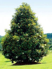 bracken's brown beauty magnolia               Mature Height:	40-50 ft.
Mature Width:	15-25 ft.
Growth/Year:	1-2 ft.
Sunlight:	Full - Partia Magnolia Tree Landscaping, Magnolia Little Gem, Southern Landscaping, Southern Magnolia Tree, Trees Nursery, Tree Name, Growing Trees, Magnolia Grandiflora, Southern Magnolia