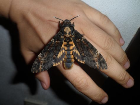 Acherontia atropos — “Deathshead-hawkmoth” | Welcome, visitor! Moth Oc, Moth Aesthetic, Deaths Head, Deaths Head Moth, Tattoo Henna, Moth Art, Hawk Moth, Moth Tattoo, Arthropods