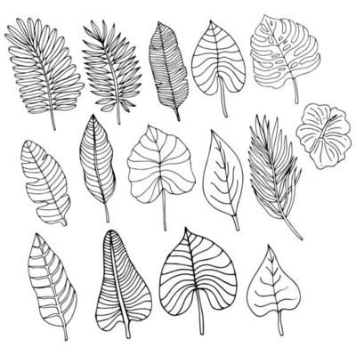 Set of tropical leaves in silhouettes. Palm, monstera, banana tree, fern. 9002844 Vector Art at Vecteezy Leave Sketch, Drawing For Design, Botanical Minimalist, Wrapping Paper Wallpaper, Leaf Vector, Creating Patterns, Tree Fern, Doodle Style, Banana Tree