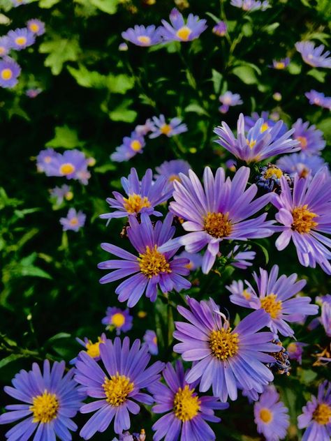 European Michaelmas daisy Lavender Daisy Wallpaper, Bunch Of Daisies, Purple Daisy Aesthetic, Michaelmas Daisy, Daisy Flower Purple, Daisy Reference Photo, Birthday Flowers, Body Art, Daisy