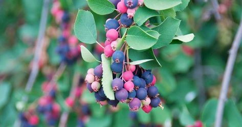 In eastern Washington, wild Saskatoons ( Amelanchier alnifolia )—aka western serviceberry, shadbush, and juneberry—grow near the extensive... Saskatoon Serviceberry, Serviceberry Tree, Amelanchier Alnifolia, Saskatoon Berry, Edible Gardening, Berry Sauce, Blueberry Bushes, Trees And Shrubs, Kitchen Garden