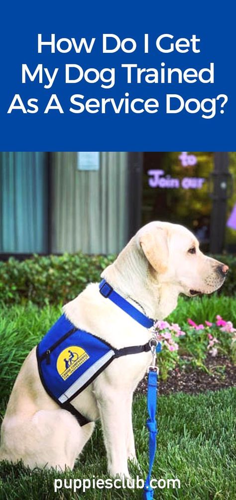 How Do I Get My Dog Trained As A Service Dog? Service Dogs Breeds, Dog Sleeping Positions, Service Dog Training, Basic Dog Training, Emotional Support Dog, Therapy Animals, Very Cute Dogs, Dog Facts, Service Dog