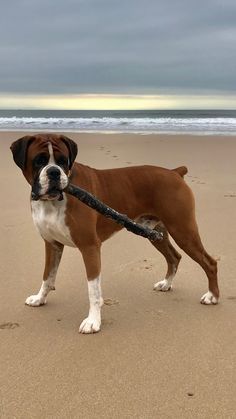 Dog With Stick, Boxer Aesthetic Dog, Boxer Dog Pictures, Boxer Dogs Brindle, Boxers Dogs, Boxer Dog Puppy, Boxer Dogs Funny, Dogs Tips, Tattoo Nature