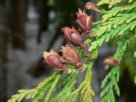 Thuja Plicata Giant Arborvitae, Thuja Plicata, Arborvitae Tree, Cedar Tree, Cedarwood Essential Oil, White Cedar, Natural Insect Repellant, Cedar Trees, Cold Frame