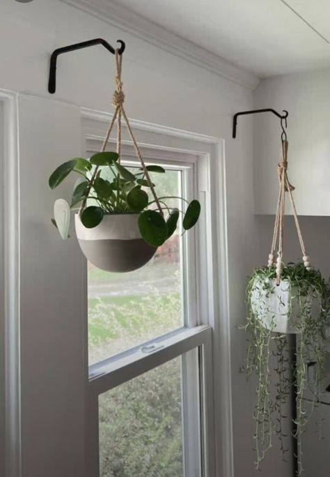 Hanging Plant Ideas, Plant Macrame, Pilea Plant, Houseplant Ideas, Plant Inspiration, Balkon Decor, Plant Hanging, Window Plants, Plant Indoor