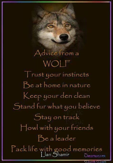 Advice from a wolf.... Wolf Pack Quotes, Plaque Ideas, Native Quotes, Lone Wolf Quotes, Animal Spirit Guides, Wolf Quotes, Tattooed Women, Fun Pictures, Wolf Spirit Animal